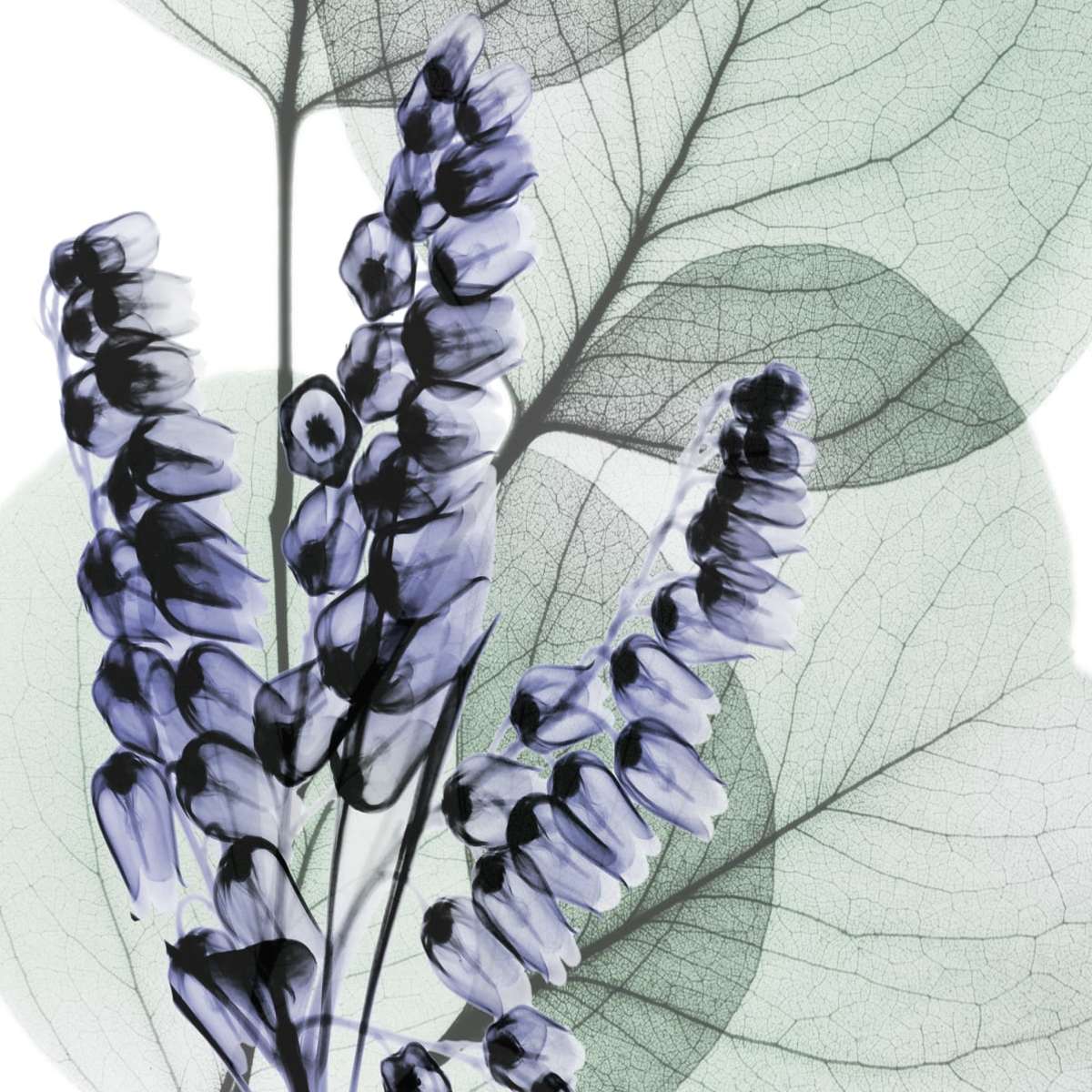 Very Peri Eucalyptus II Wall Art - Image 14