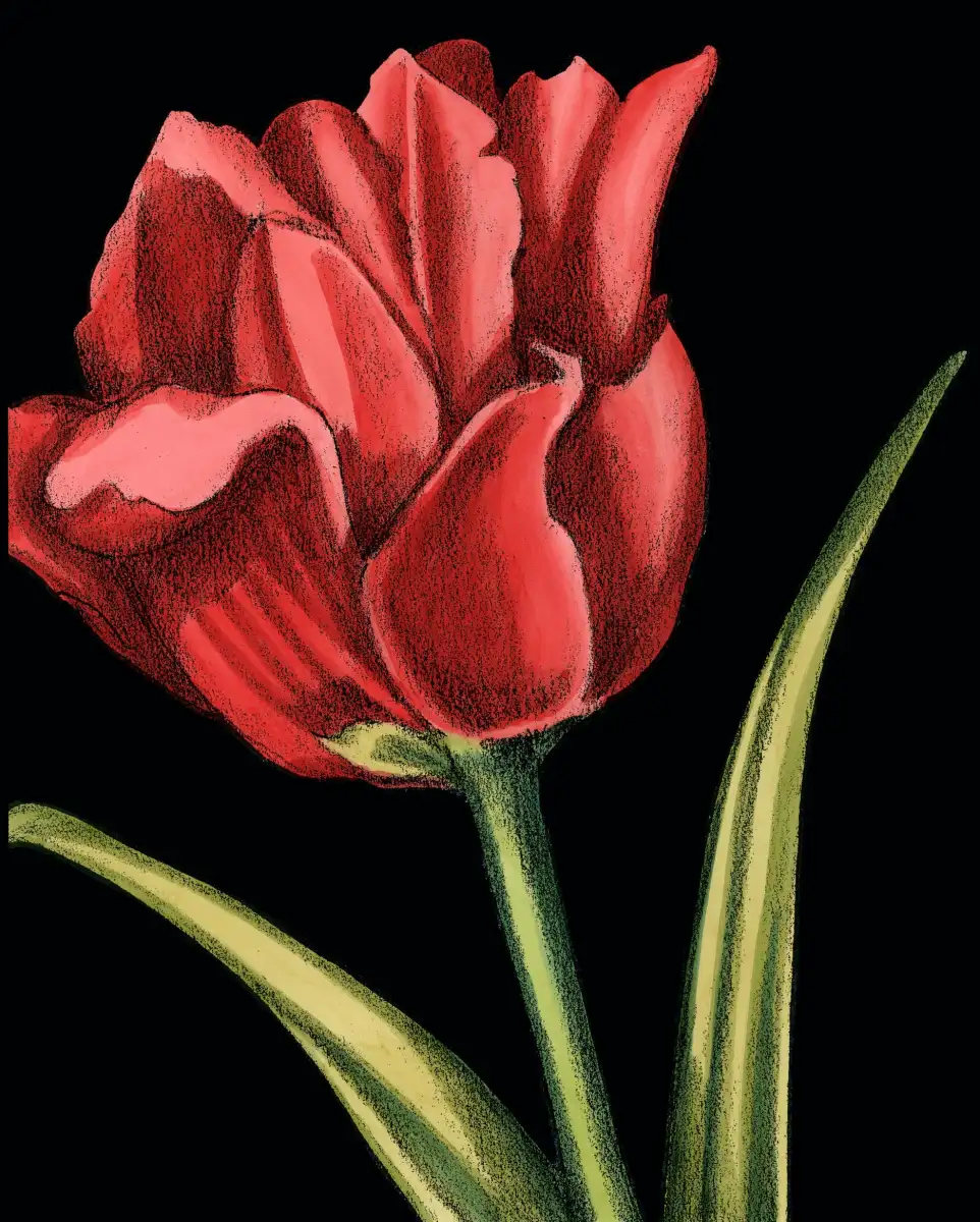 Vibrant Tulips IV Wall Art - Image 9