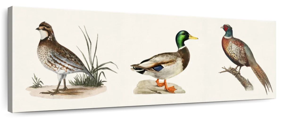 Vintage Bird Print Wall Art