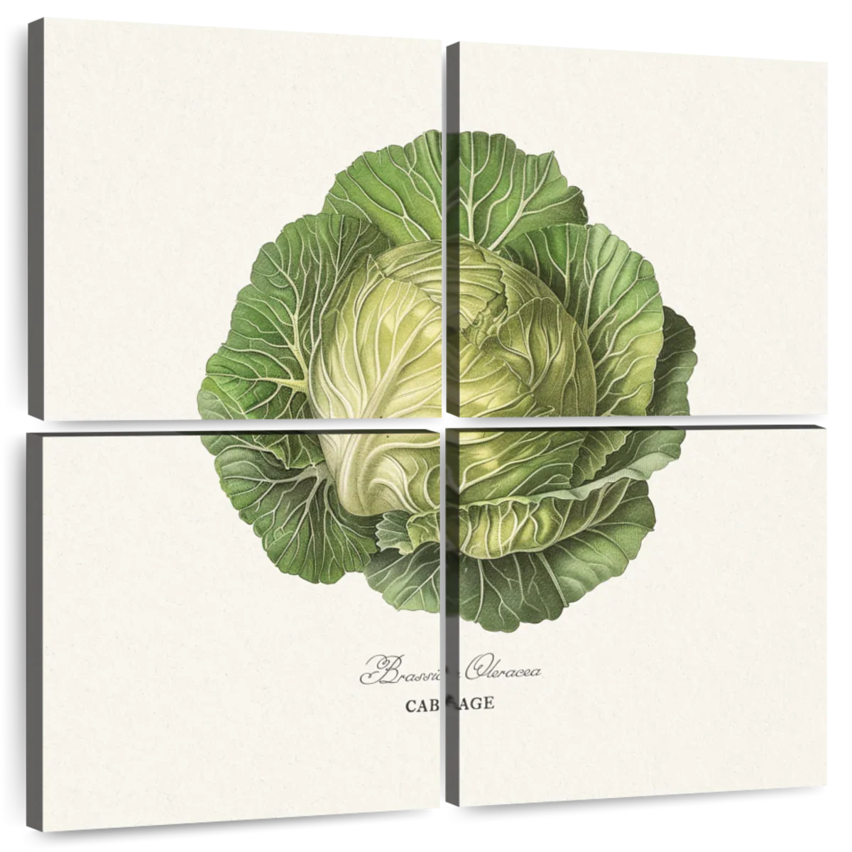 Vintage Cabbage Botanical Drawing Wall Art - Image 8