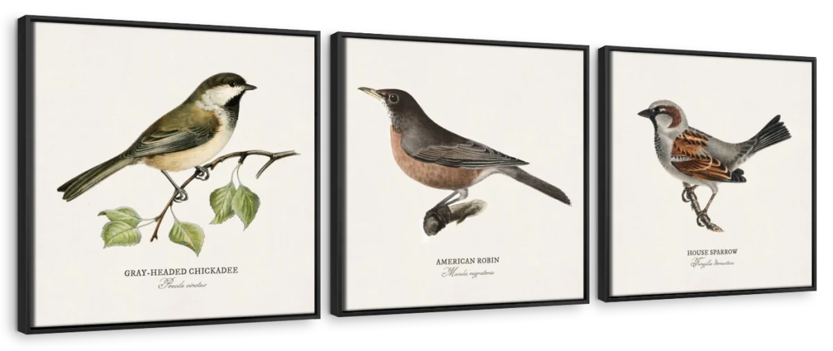Vintage Chickadee Robin and Sparrow Bird Chart Wall Art - Image 10