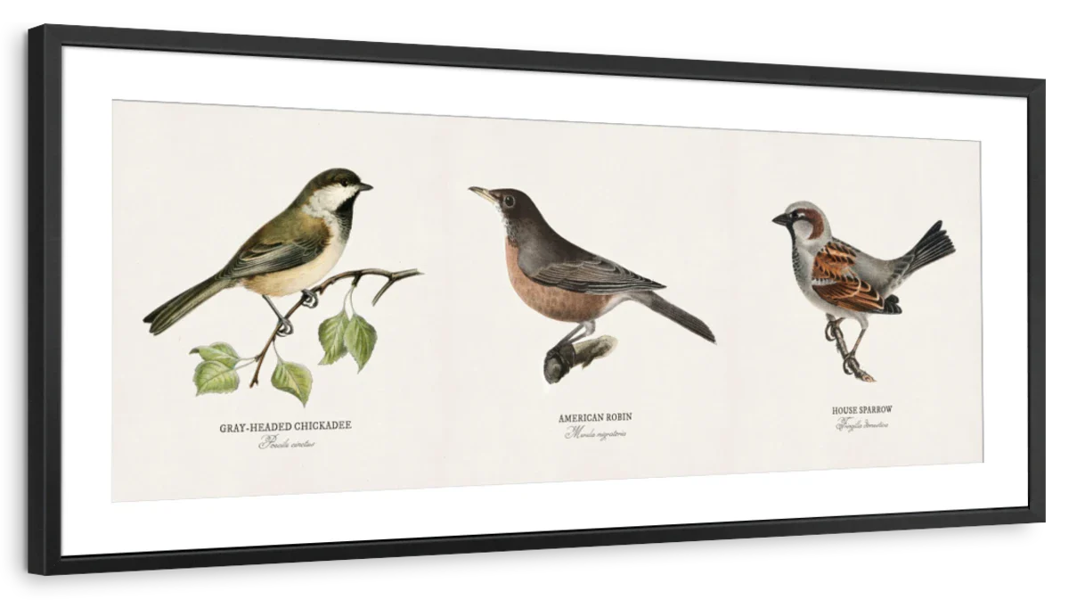 Vintage Chickadee Robin and Sparrow Bird Chart Wall Art - Image 13