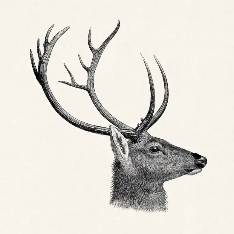 Vintage Deer Print Wall Art - Image 17
