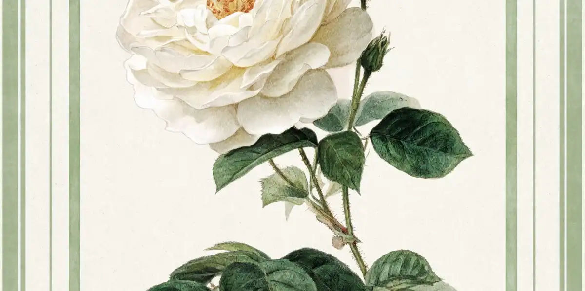 White Rose Print Wall Art - Image 15
