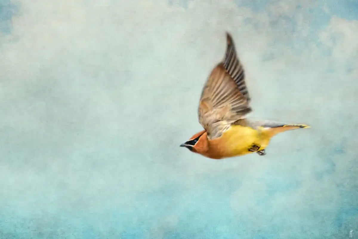 Winter Flight Cedar Waxwing Wall Art - Image 9