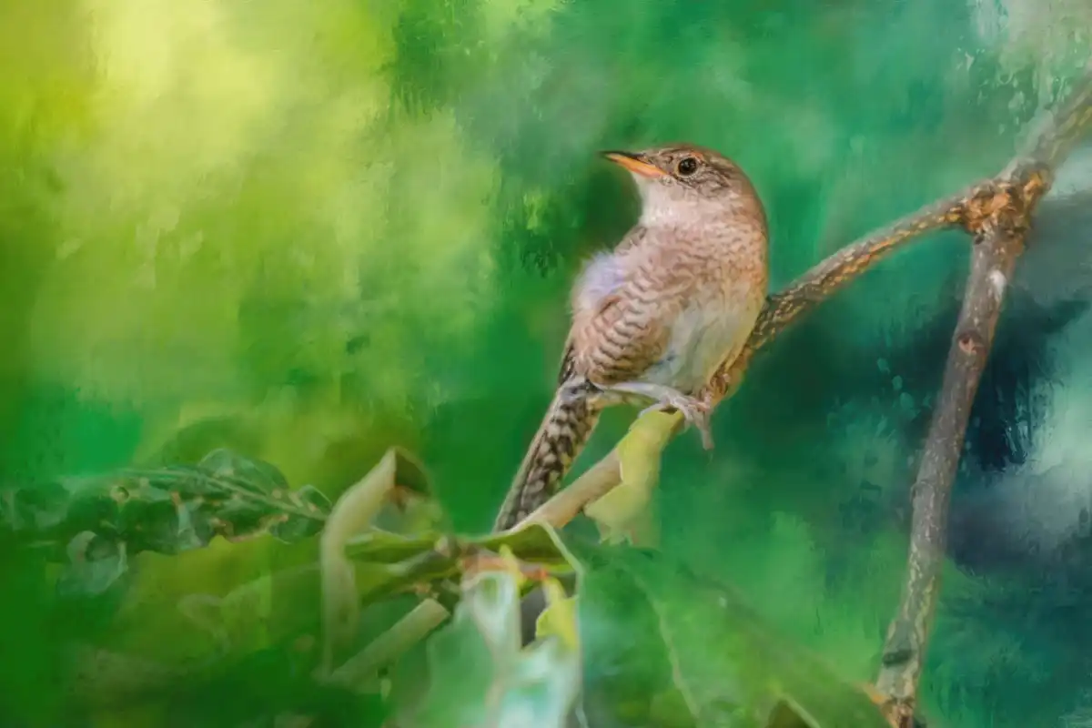Wren In The Garden Wall Art - Image 9